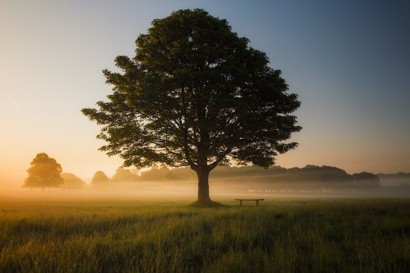 The Tree of Life and Numerology
